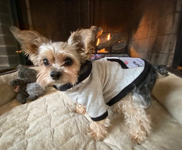 CUTE BEAGLE HOODIE for Small Dogs*Pink or Gray Small Dog Clothes*Yorkie Hoodie*XXsmall Dog Hoodie*Handmade Dog Hoodie*