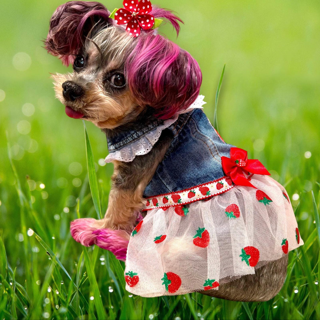 STRAWBERRY FIELDS DENIM Jacket for Small Dogs, Spring Outfit for Pets