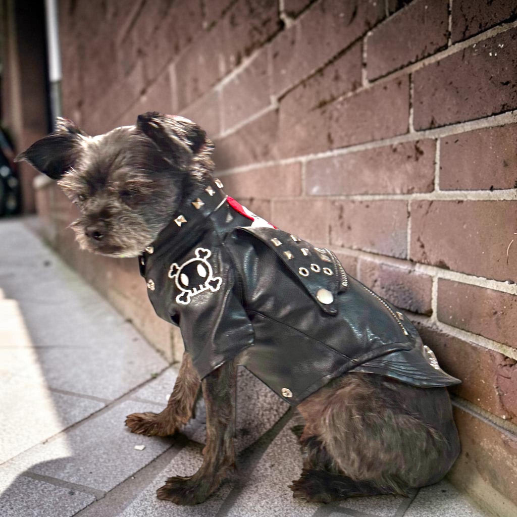 MAMMA'S BOY MOTTO Jacket for Small Pets, Embellished pleather jacket