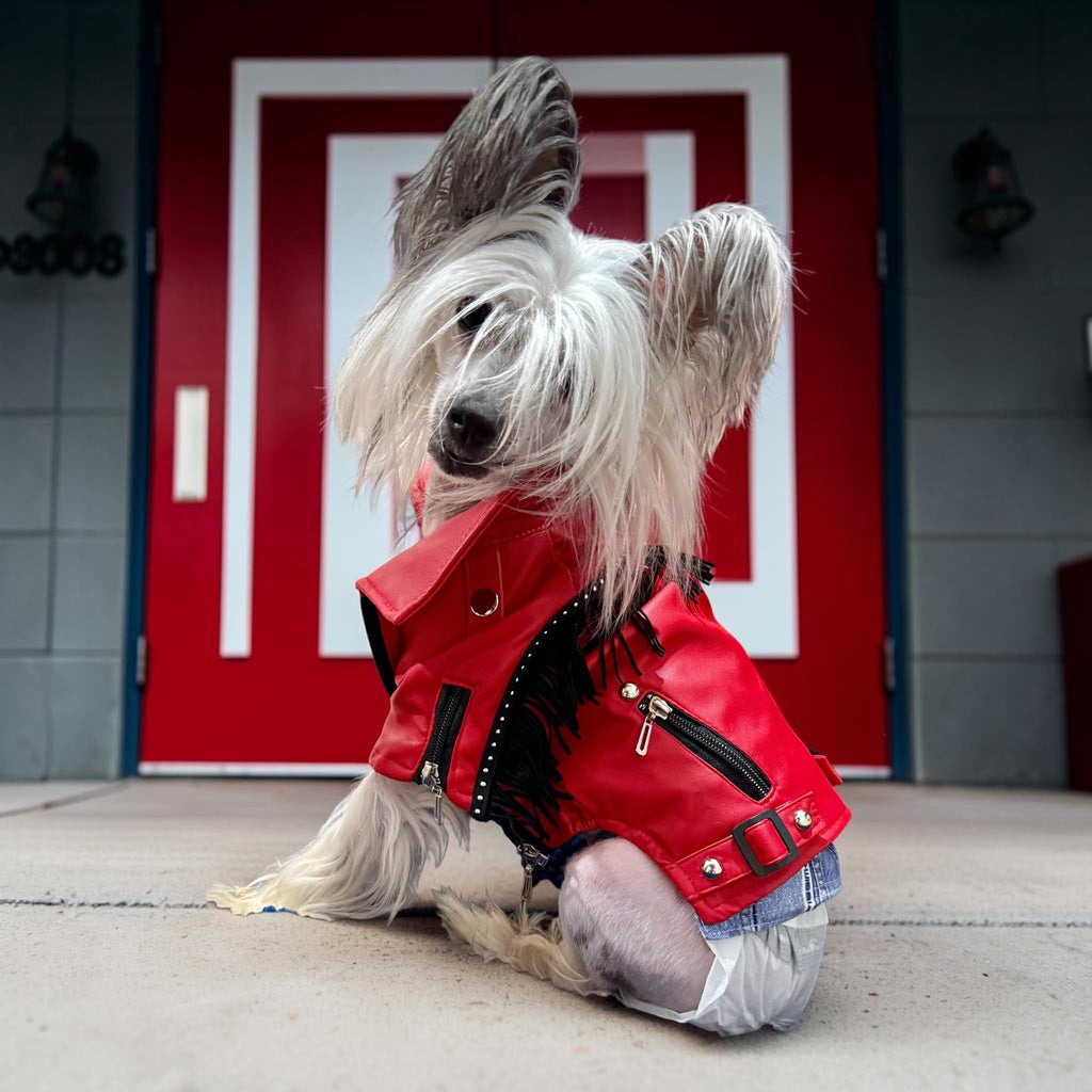 BLAZIN' RED Jacket for Small Pets, Embellished pleather jacket