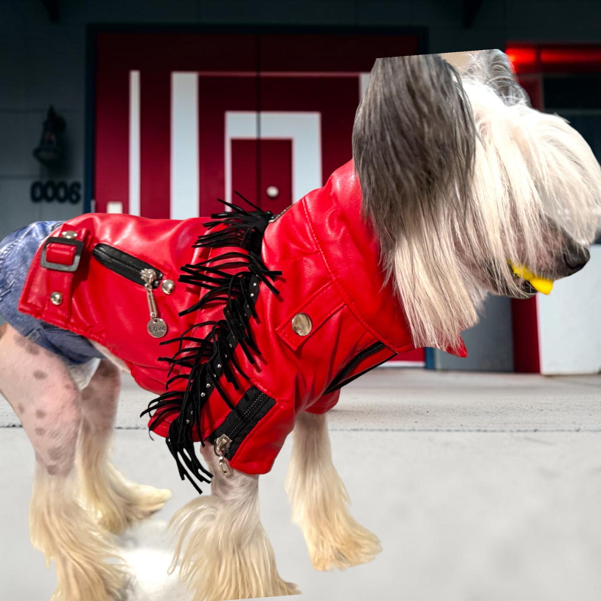 BLAZIN' RED Jacket for Small Pets, Embellished pleather jacket